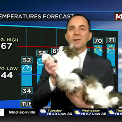 Kedi yayını bastı, fenomen oldu!