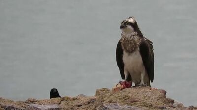 Suya dalabilen tek yırtıcı! Görüntülendi...