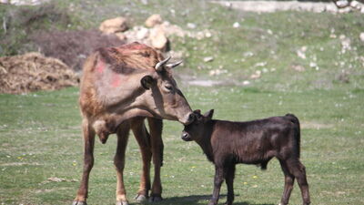 İlk kez çıkarıldılar... Etrafa neşe saçtılar