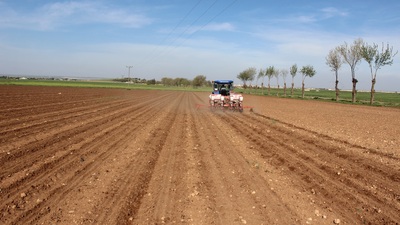 "Beyaz altın" toprakla buluştu