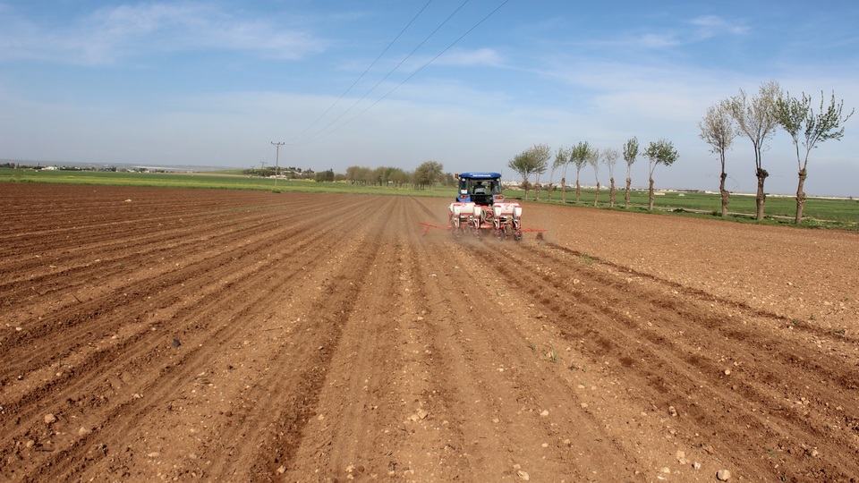 "Beyaz altın" toprakla buluştu