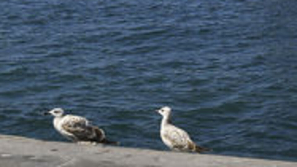 Batı güneşli, doğuda sağanak var