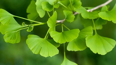 Ginkgo Biloba nedir? İşte faydaları