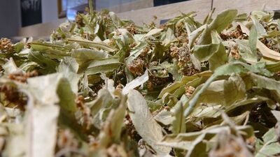 Bu bitki çayları sakinleştiriyor!