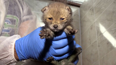 Köpek yavrusunu andırıyor ama... Yaşama tutundu!