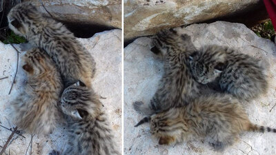 Diyarbakır'da görüldü! Başta leopar zannedildi