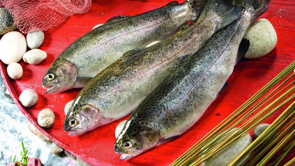 Alabalıkta kampanya