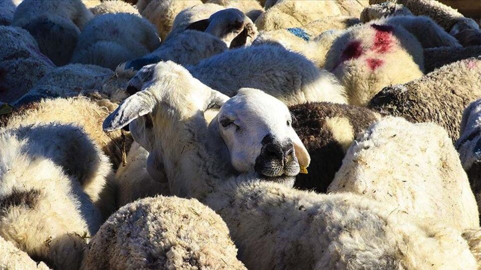 "Hayvan pazarları açılsın" talebi