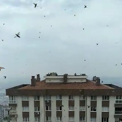 Böcek istilası gibi! İzmir'de şaşırtan görüntü!