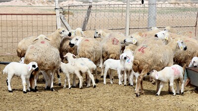 Küçükbaş üreticilerinden kesim uyarısı