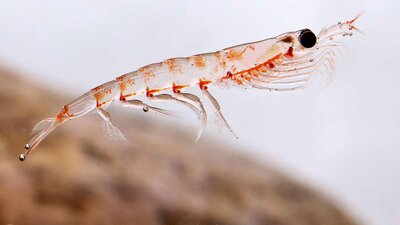 Kril yağının yararları