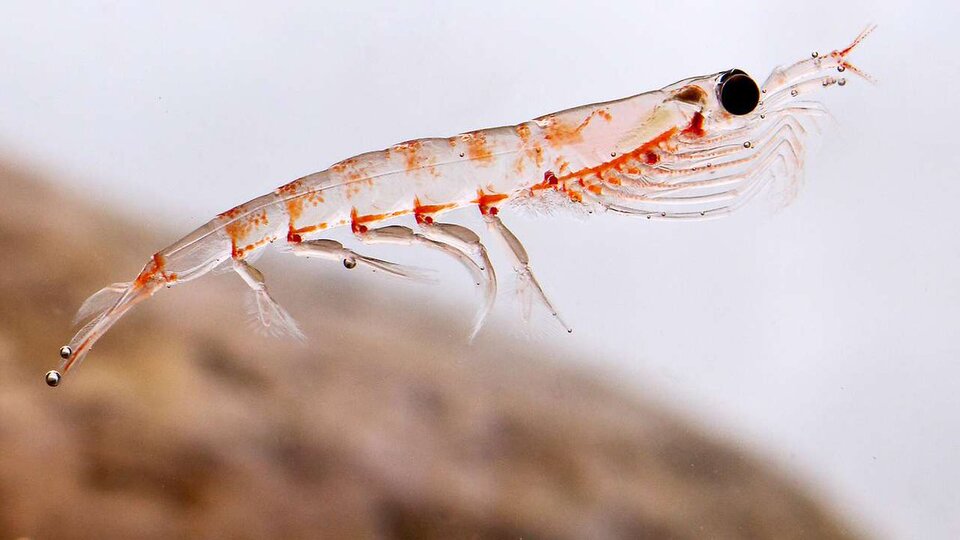 Kril yağının yararları