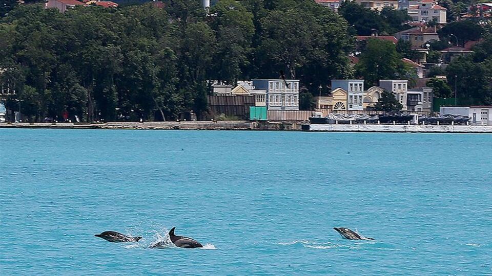 Yunuslar İstanbul Boğazı'na akın etti
