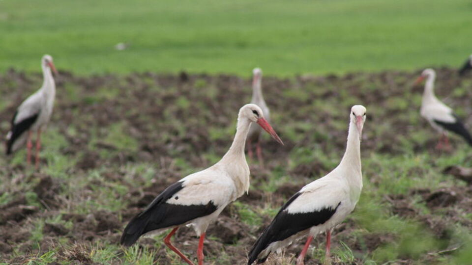 Leyleklerin şaşırtan solucan, fare ve böcek avı