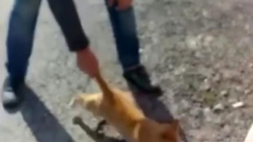 Kediye eziyete para cezası