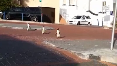 Korona günlerinde penguenler şehre indi