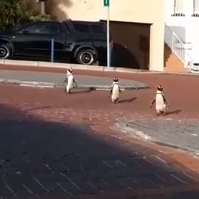 Korona günlerinde penguenler şehre indi