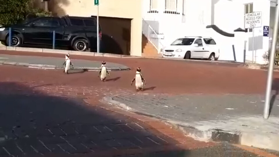 Korona günlerinde penguenler şehre indi