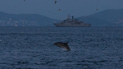 Sarayburnu'nda yunuslardan görsel şölen