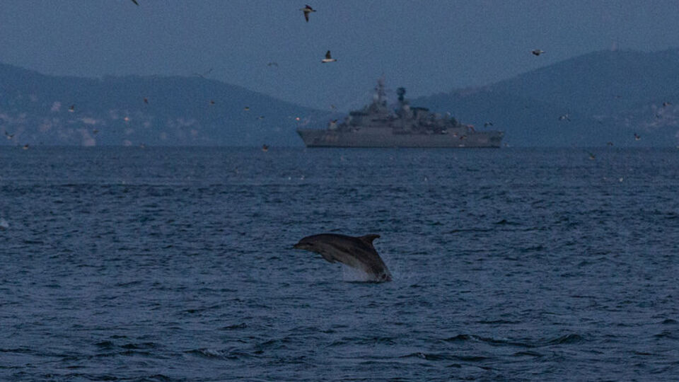 Sarayburnu'nda yunuslardan görsel şölen