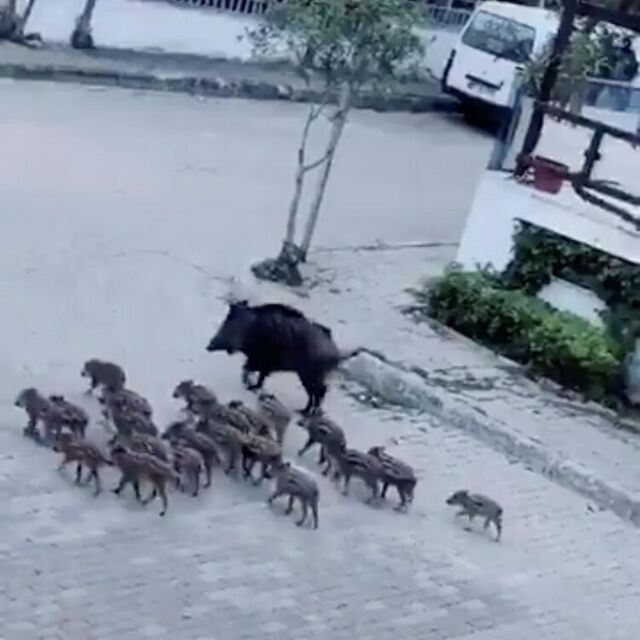 Domuz sürüsü Marmaris sokaklarında