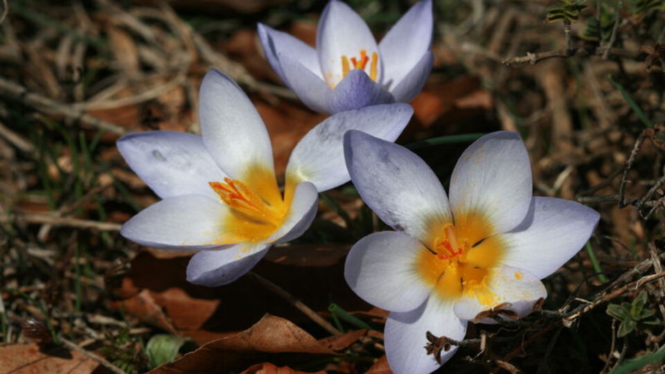 Keşfettiği endemik bitki türü literatüre girdi