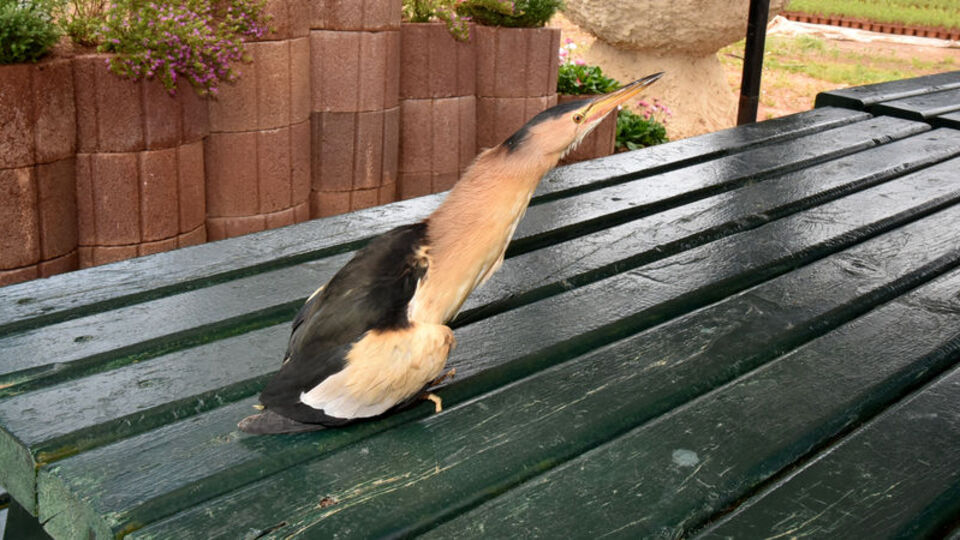 Nesli tükenen kuş yaralı bulundu