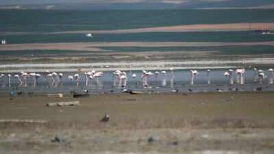 180 kuş türünün ev sahibiydi! Kuruyor!