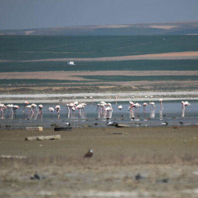 180 kuş türünün ev sahibiydi! Kuruyor!