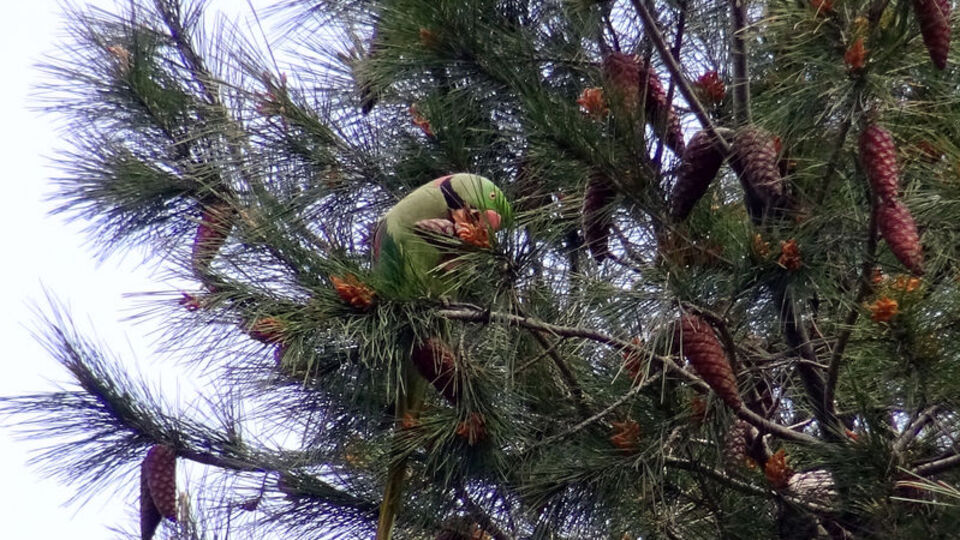Avcılar'da şaşırtan görüntü! Papağanlar geldi
