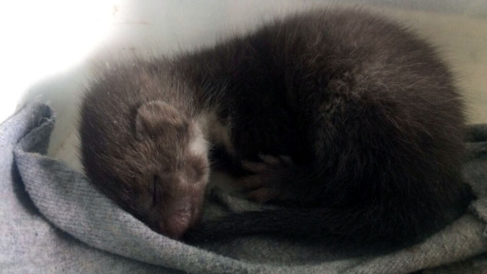 Arazide buldu... Korumaya alındı