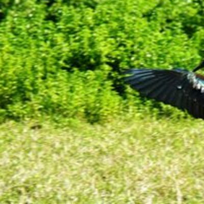 Bodrum’da bir ilk! Koronadan sonra ortaya çıktı