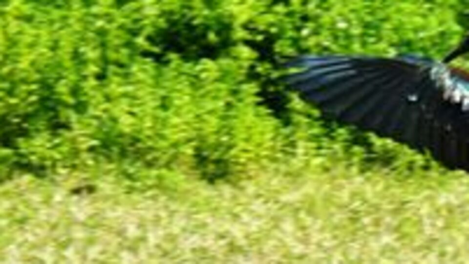 Bodrum'da bir ilk! Koronadan sonra ortaya çıktı