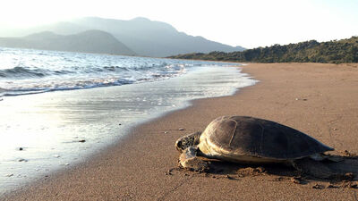 4 ayın ardından denizle buluştu