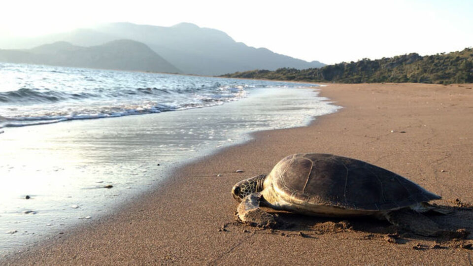 4 ayın ardından denizle buluştu
