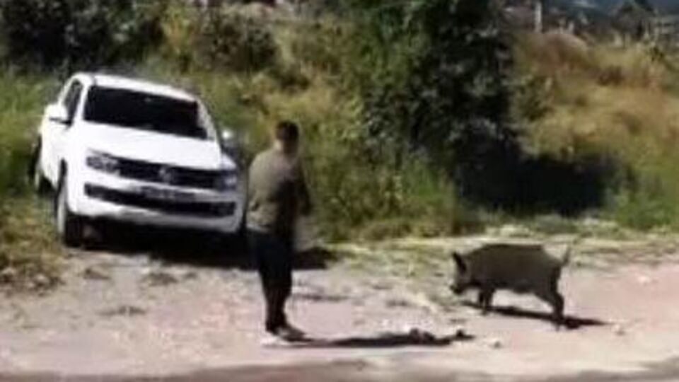 Domuzu elleriyle besliyorlar