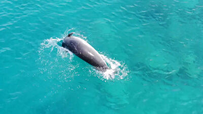Drone ile tesadüfen görüntüledi...