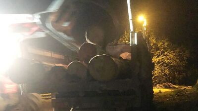 Kaçak orman kesimine 2 gözaltı