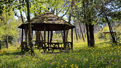 Adı gibi sapsarı oldu