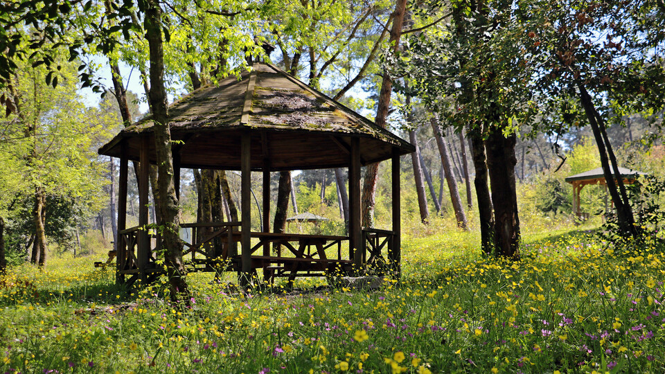 Adı gibi sapsarı oldu