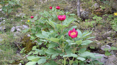 Bu çiçeği görürseniz sakın dokunmayın!