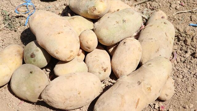 Yerli iki patates çeşidi geliştirildi