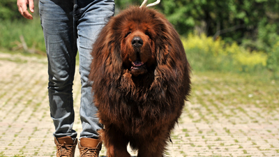 Yabancılar sıraya giriyor! Değeri 300 bin TL