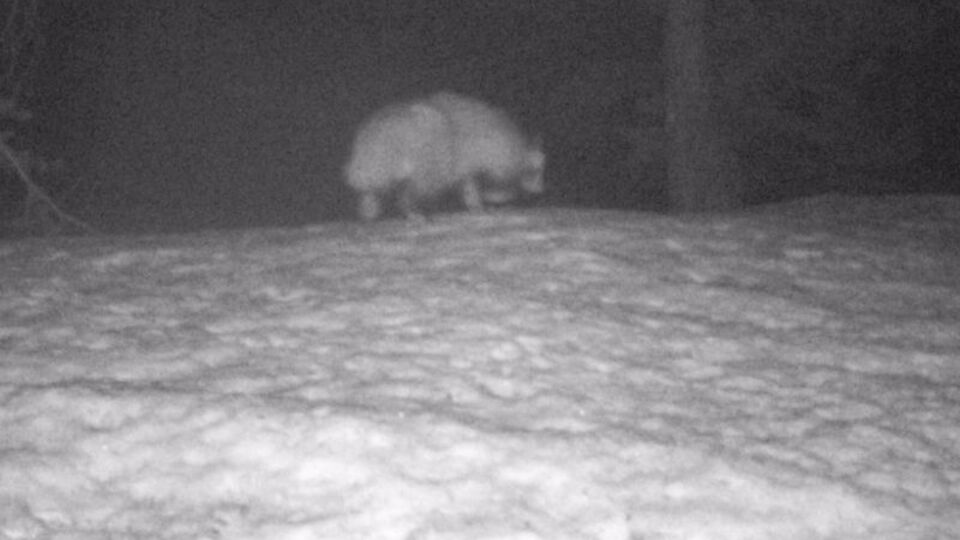 Türkiye'de ilk kez görülmüştü! 'Koronavirüsü insana geçiren tür olabilir'