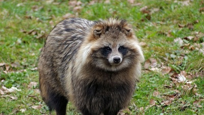 Rakun köpeği nasıl bir hayvan?