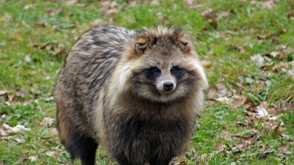 Rakun köpeği nasıl bir hayvan?