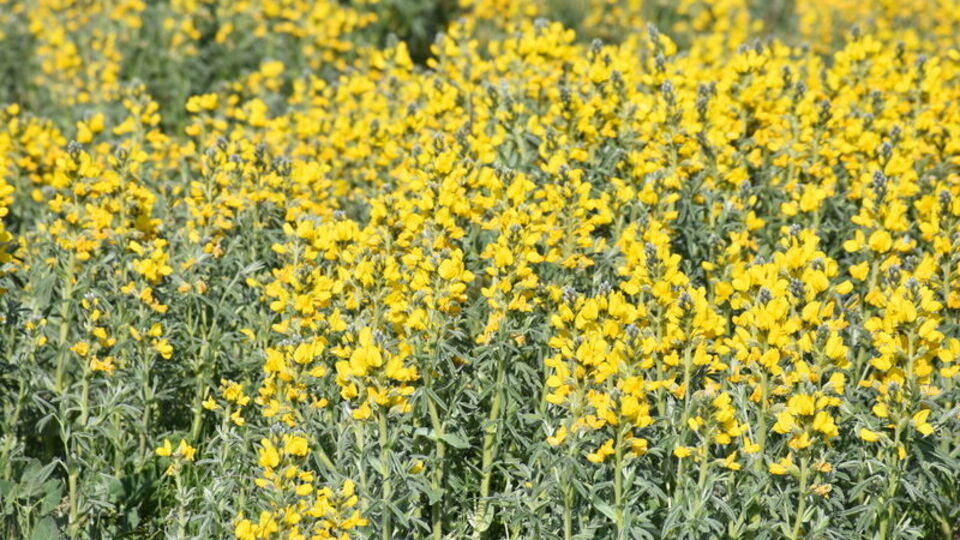 Bu çiçeği koparan yandı! Cezası dudak uçuklatıyor