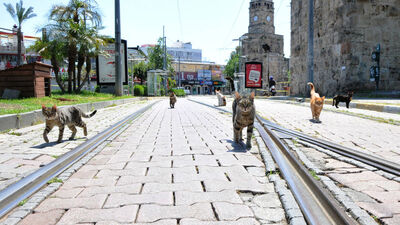 Kediler de sosyal mesafe kuralına uydu