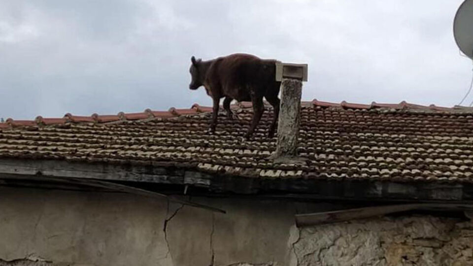 Ahırdan kaçan dana çatıya çıktı