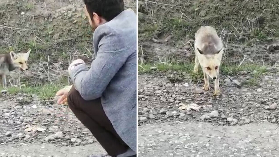 Doğada aç kalan tilkiyi elleriyle beslediler